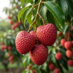 premium bombay lychee gojo mart bangladesh