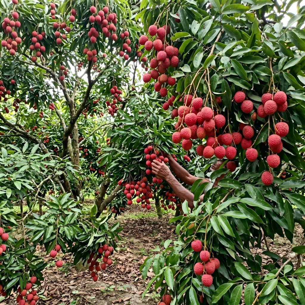 premium bombay lychee gojo mart bangladesh