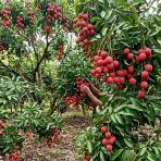 premium bombay lychee gojo mart bangladesh