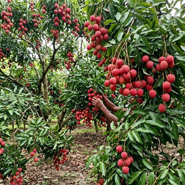 premium bombay lychee gojo mart bangladesh