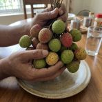 mozaffari lychee chuadanga aati lychee orchard fresh gojo mart organic fruit